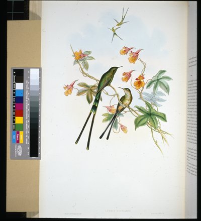 Train-bearer (lesbia eucharis) (hand-coloured litho) بواسطة جون (بعد) جولد