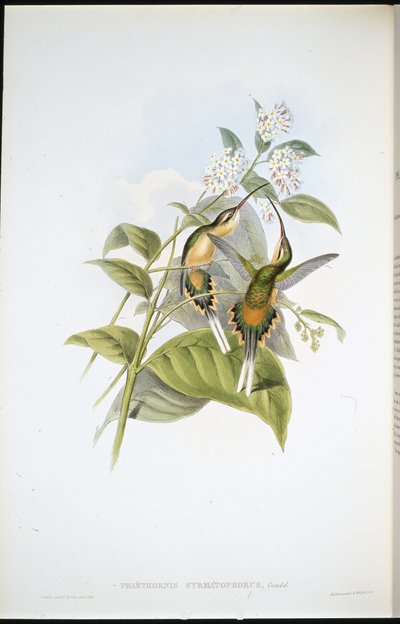الناسك الحامل للقطار (Phaethornis Syrmatophorus) (ليثو ملون يدويًا) بواسطة جون (بعد) جولد
