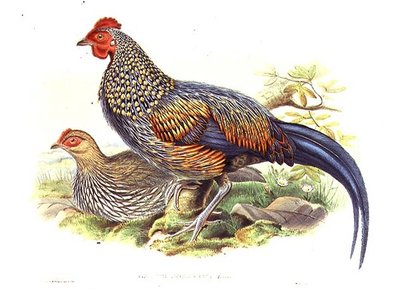 دراجان آسيويان (Gallus Sonneratii) نقشهما الفنان و William Hart (1823-1894) (litho) بواسطة جون (بعد) جولد