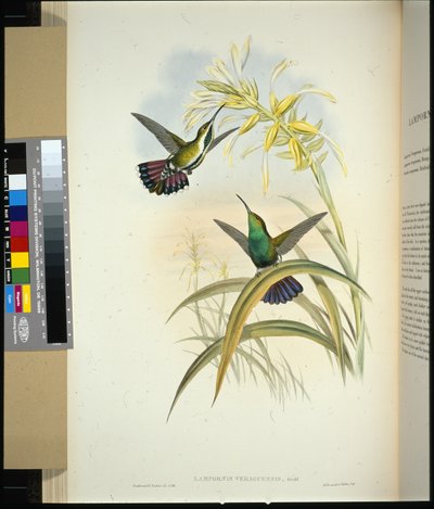 Veraguan Mango (lampornis veraguensis) (hand-coloured litho) بواسطة جون (بعد) جولد