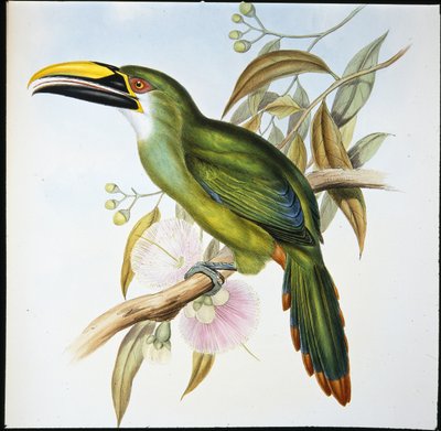 Wagler