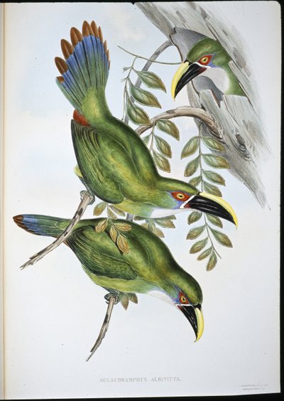 White-banded Groove-bill Toucan (Aulacoramphus Albivitta) (hand-coloured litho) بواسطة جون (بعد) جولد