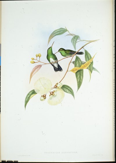 White-bellied Emerald (Thaumatias Albiventris) (hand-coloured litho) بواسطة جون (بعد) جولد