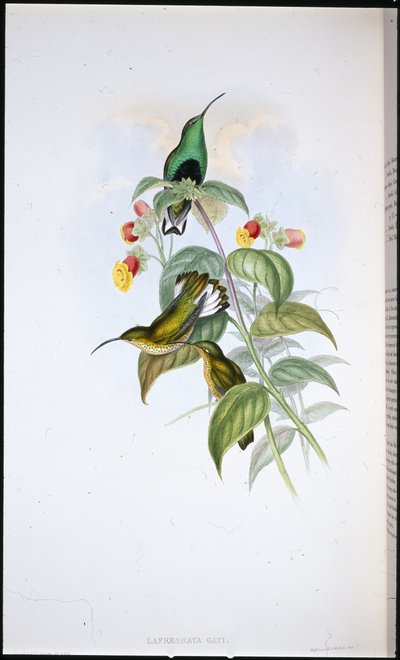 White-tailed Velvet-breast (Lafresnaya Gayi) (hand-coloured litho) بواسطة جون (بعد) جولد