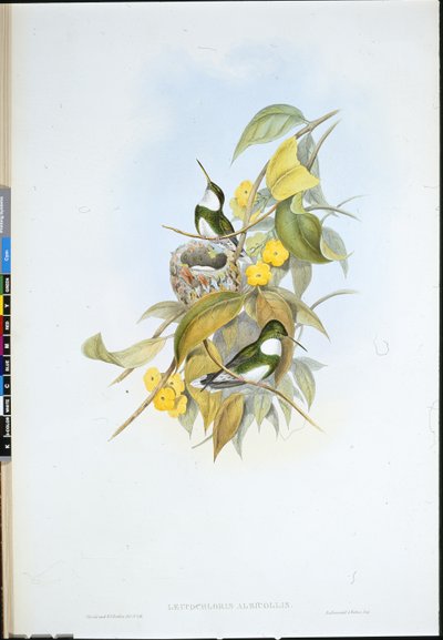 White-throat (Leucochloris Albicollis) (hand-coloured litho) بواسطة جون (بعد) جولد