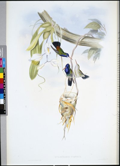 White-throated Sapphire (Hylocharis Cyaneus) (hand-coloured litho) بواسطة جون (بعد) جولد