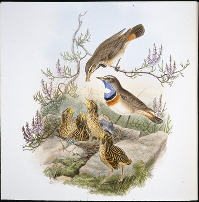 White Throated Bluebreast (Cyanecula Leucocyana) (hand-coloured litho) بواسطة جون (بعد) جولد