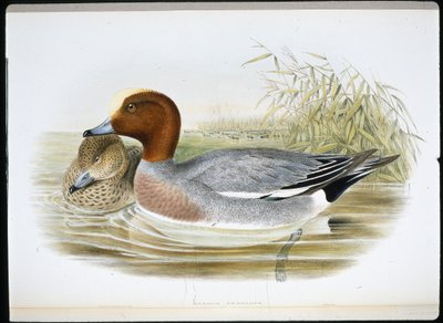 Widgeon (Mareca Penelope) (hand-coloured litho) بواسطة جون (بعد) جولد