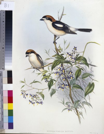 Woodchat Shrike (Enneoctonus Rufus) (hand-coloured litho) بواسطة جون (بعد) جولد