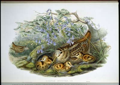 Woodcock (Scolopax Rusticola) (ليثو ملون يدويًا) بواسطة جون (بعد) جولد