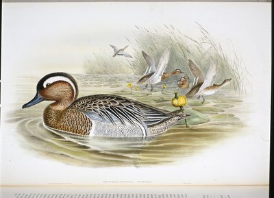 querquedula circia (hand-coloured litho) بواسطة جون (بعد) جولد