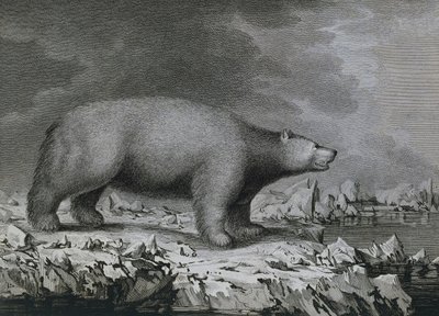 Polar Bear, engraving by Peter Mazel after drawing by John Webber (1750-1793) made during Third voyage of James Cook بواسطة جون (بعد) ويبر