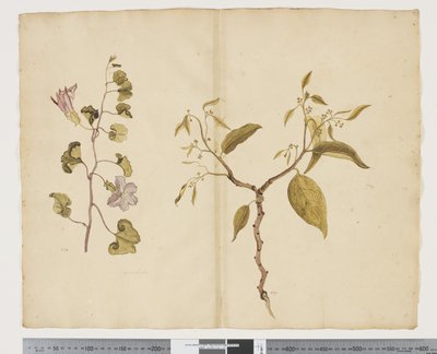 F.13 إبوميا بيس ، ماعز ؛ سلتيس بانيكولاتا ، 1790-95 (ألوان مائية وحبر على ورق) بواسطة جون (Attr. to) Doody