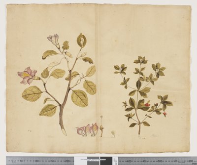 F.15 Lagunaria Patersonia ؛ أليكسيا جينوبوجون ، 1790-95 (ألوان مائية وحبر على ورق) بواسطة جون (Attr. to) Doody