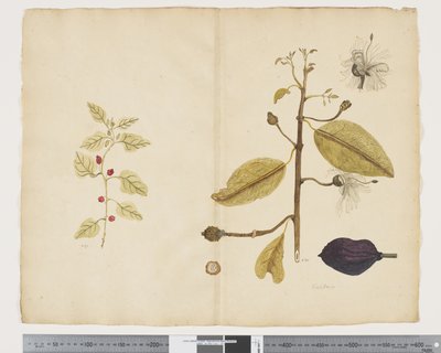 F.18 ورم تتراغونيا إمبليكسيكوما ؛ Caparis nobilis 