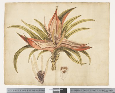 F.1 Freycinetia baueriana ، حوالي 1790-95 (ألوان مائية وحبر على ورق) بواسطة جون (Attr. to) Doody