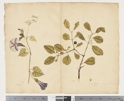 F.24 إيبومويا كونجيستا ؛ Elaeodendron Curtipendulum ، حوالي 1790-95 (ألوان مائية وحبر على ورق) بواسطة جون (Attr. to) Doody