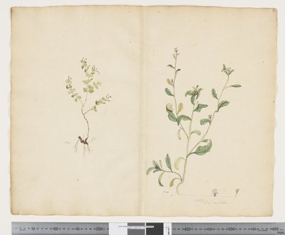 F.25 الفربيون sparrmannii ؛ لوبيليا ألاتا ، 1790-95 (ألوان مائية وحبر على ورق) بواسطة جون (Attr. to) Doody