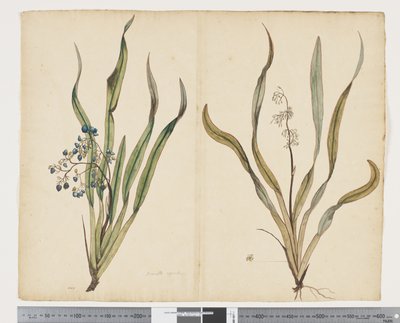 F.29 Dianella intermedia ، حوالي 1790-95 (ألوان مائية وحبر على ورق) بواسطة جون (Attr. to) Doody
