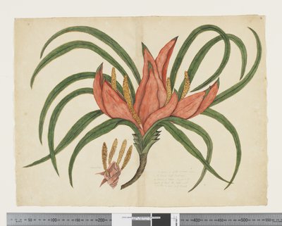 F.36 Freycinetia baueriana، c.1790-95 (ألوان مائية وحبر على ورق) بواسطة جون (Attr. to) Doody