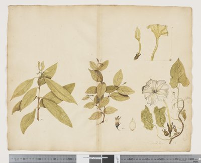 F.6 ويكستروميا أستراليا ؛ إبوما ، 1790-95 (ألوان مائية وحبر على ورق) بواسطة جون (Attr. to) Doody