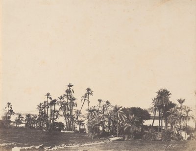 دراسة اشجار النخيل ضفاف النيل كلابشي 1853-54. بواسطة جون بيسلي غرين