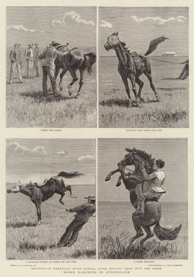 تربية الخيول في ولاية كوينزلاند بواسطة John Charles Dollman