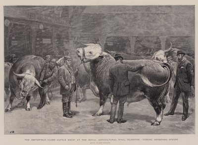 عرض الماشية في نادي سميثفيلد في القاعة الزراعية الملكية ، Islington ، للحكم على Hereford Steers بواسطة جون تشارلتون