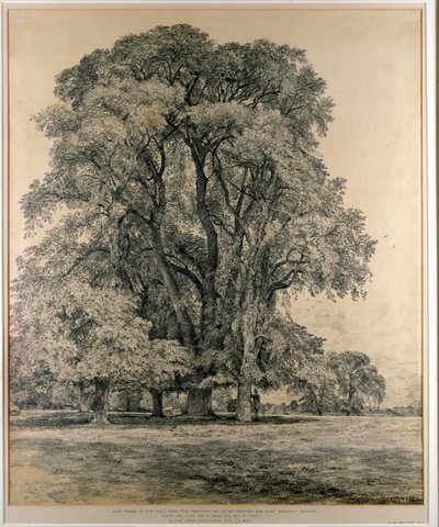 أشجار الدردار في Old Hall Park ، East Bergholt ، 1817 (قلم رصاص) بواسطة جون كونستابل