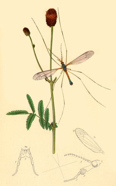 `` Crane-Fly: Tipula Longicornis '' ، ١٨٣٤ ، ١٩٤٥. بواسطة جون كيرتس