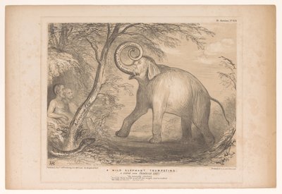 التقى Spotprent باللورد Ellenborough als een wilde olifant فيل بري ينفخ. مشهد من الفردوس المفقود! (العنوان على الكائن) اسكتشات HB (عنوان السلسلة على الكائن) بواسطة جون دويل