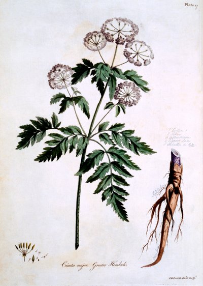 Hemlock الكبرى [Cicuta major] ، توضيح من "الأعشاب البريطانية" لجون إدواردز ، نُشر في مارس 1770 بواسطة جون إدواردز