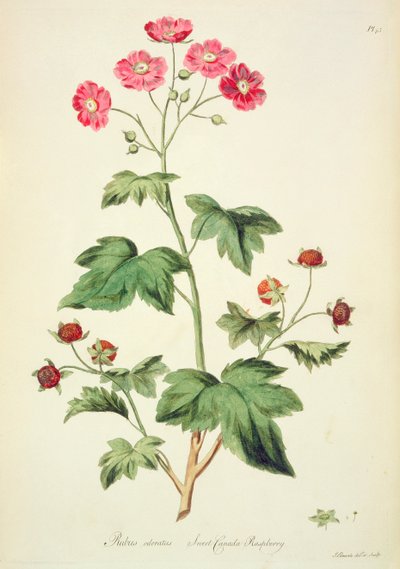 Raspberry: Sweet Canada (pl.45) من The British Herbal ... بقلم جون إدواردز (1763-1812) بواسطة جون إدواردز