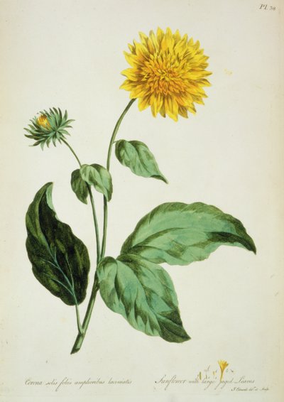 عباد الشمس: بأوراق خشنة كبيرة (كورونا) من `` The British Herbal ... " بواسطة جون إدواردز