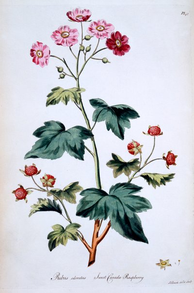 توت كندا الحلو [Rubus odoratus] ، رسم توضيحي من "الأعشاب البريطانية" لجون إدواردز ، نُشر في مارس 1770 بواسطة جون إدواردز