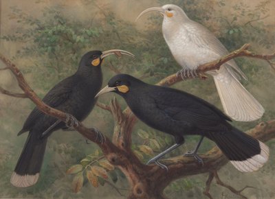 ثلاثة هويا (Heteralocha acutirostris) بواسطة جون جيرارد كيلمانز