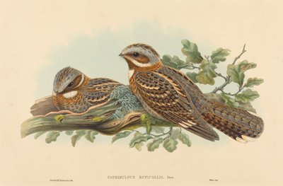 Caprimulgus Ruficollis. التأليف: جون جولد ، هنري قسطنطين ريختر. بواسطة جون جولد وهنري قسطنطين ريختر