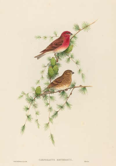 Carpodacus erythrinus Common Rose Finch. التأليف: جون جولد ، هنري قسطنطين ريختر. بواسطة جون جولد وهنري قسطنطين ريختر