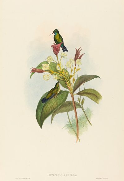 Eucephala caerulea الياقوت الأزرق الذقن. التأليف: جون جولد ، هنري قسطنطين ريختر. بواسطة جون جولد وهنري قسطنطين ريختر