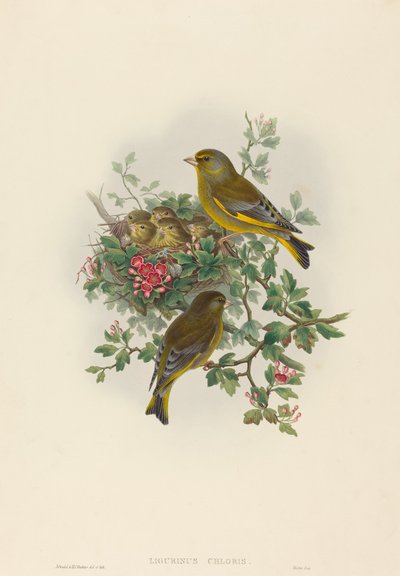 Ligurinus chloris Greenfinch. التأليف: جون جولد ، هنري قسطنطين ريختر. بواسطة جون جولد وهنري قسطنطين ريختر