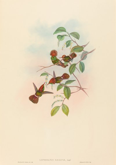 Lophornas Reginae Spangled Coquette. التأليف: جون جولد ، هنري قسطنطين ريختر. بواسطة جون جولد وهنري قسطنطين ريختر