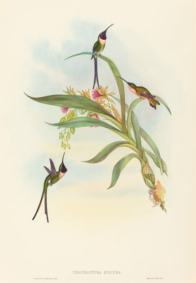 Tharmastura enicura نحيلة القص الذيل. التأليف: جون جولد ، هنري قسطنطين ريختر. بواسطة جون جولد وهنري قسطنطين ريختر