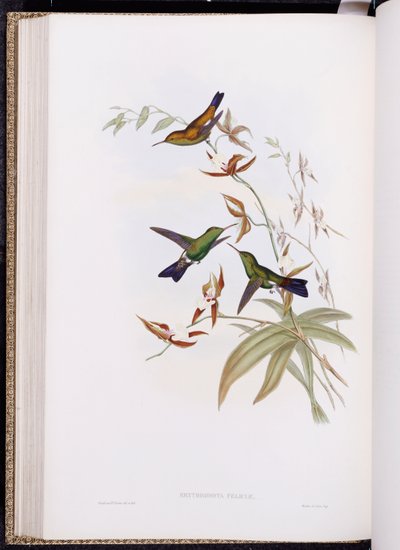 دراسة عن Trochilidae ، أو عائلة الطيور الطنانة ، نُشرت في 1849-1861 بواسطة جون جولد