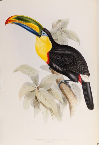 دراسة من Ramphastidae ، أو عائلة الطوقان ، الطبعة الأولى ، نشرت عام 1834 بواسطة جون جولد