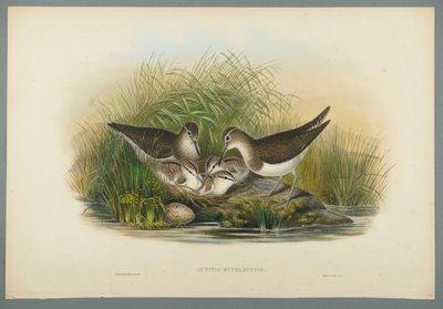 Actitis Hypoleucos - Sniper Sniper (ليثو ملون على ورق منسوج) بواسطة جون جولد