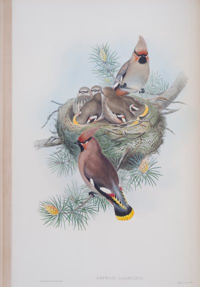 Ampelis Garrulus ، لوحة من طيور بريطانيا العظمى جون جولد ، تم نشرها 1862-1873 (ليثو ملون باليد) بواسطة جون جولد