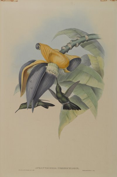 Aphantochroa Cirrhochloris: طائر الهمر الطنان بواسطة جون جولد
