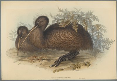 Apteryx Australis (ليثو ملون على ورق منسوج) بواسطة جون جولد