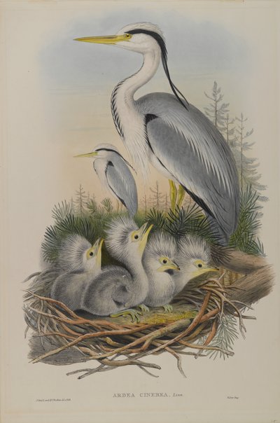 Ardea Cinerea - هيرون بواسطة جون جولد