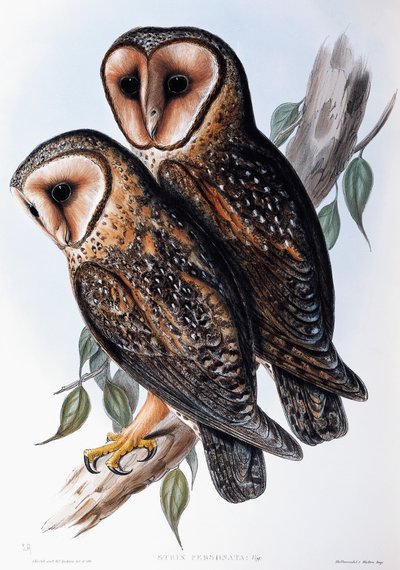 البومة الأسترالية المقنعة (Strix personata) ، مطبوعة حجرية من Birds of Australia بواسطة جون جولد